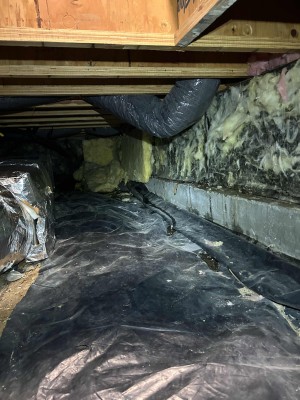 Mold begins to grow within 24–48 hours once moisture meets spores.