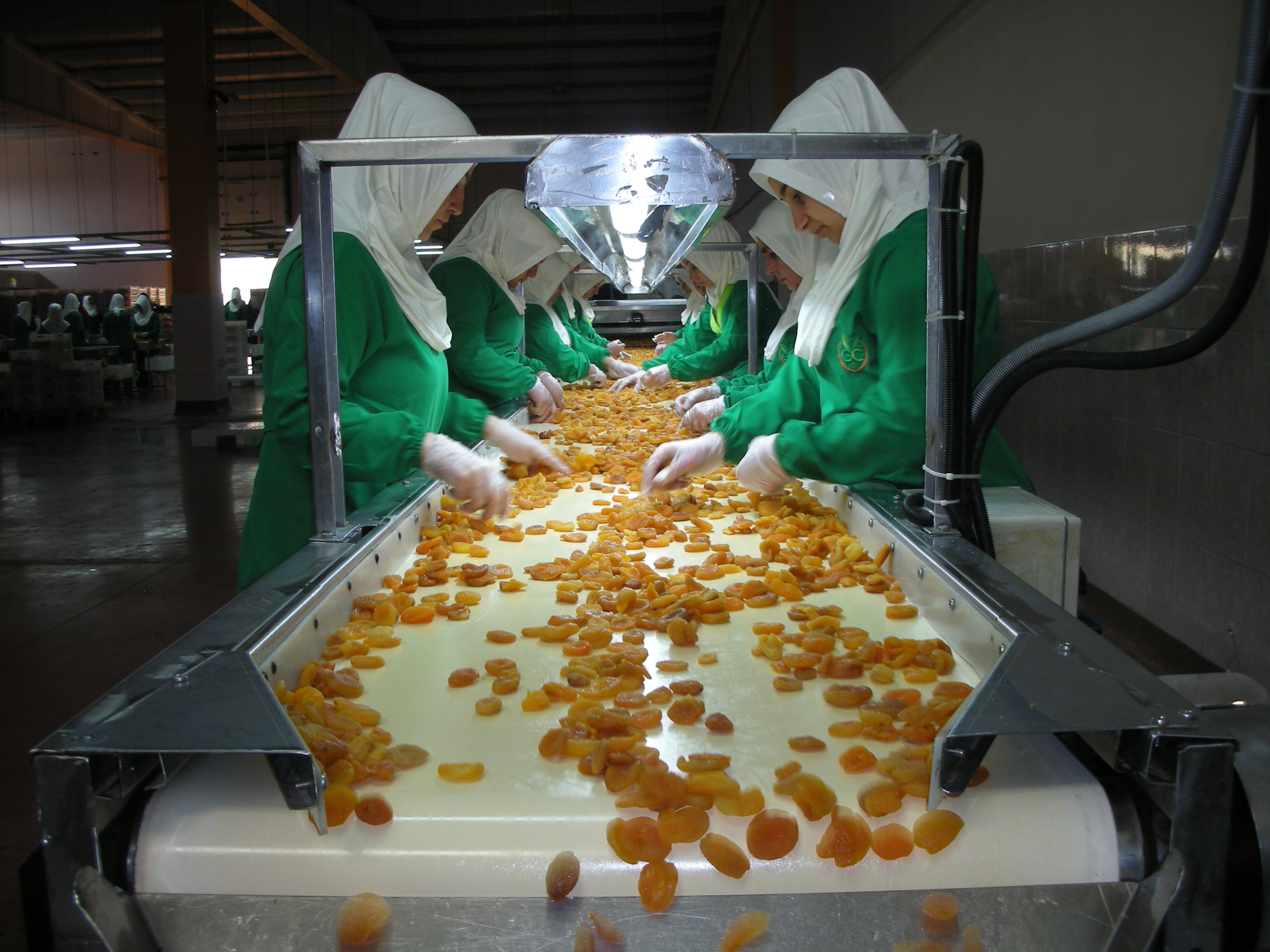 Careful hand  selction and packaging of dried apricots at Gzel Can Gda
