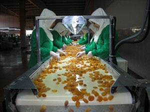 Careful hand - selction and packaging of dried apricots at Güzel Can Gıda