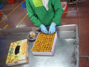 Sorting and quality control of premium Malatya apricots