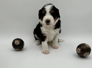 Breeders of Bernedoodles