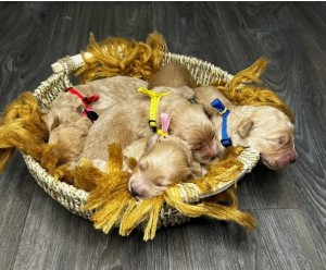 Goldendoodles