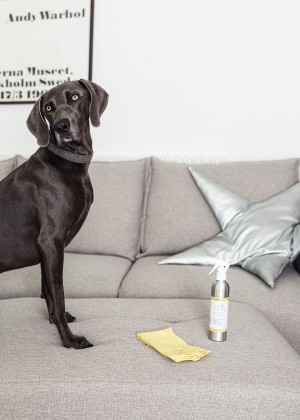 Clean Living products are safe for pets and pH Neutral