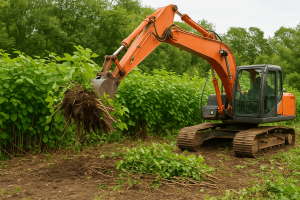 japanese knotweed removal