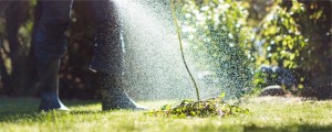 Weed Control Service