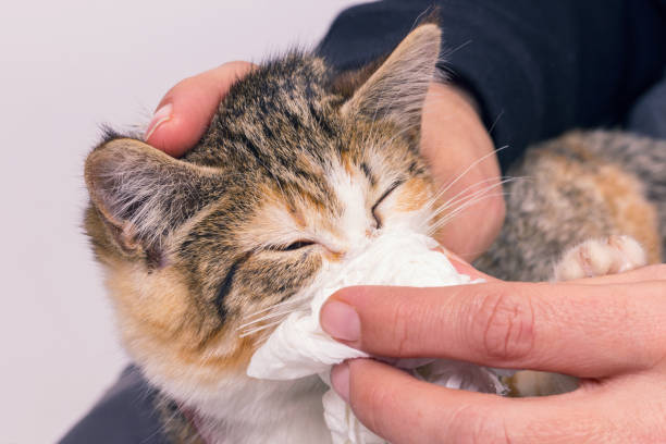 KittyKaddy USA: Long-Handled Tools to Help You Care for Your Feline with Ease