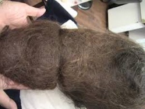 Matted Hair Clump