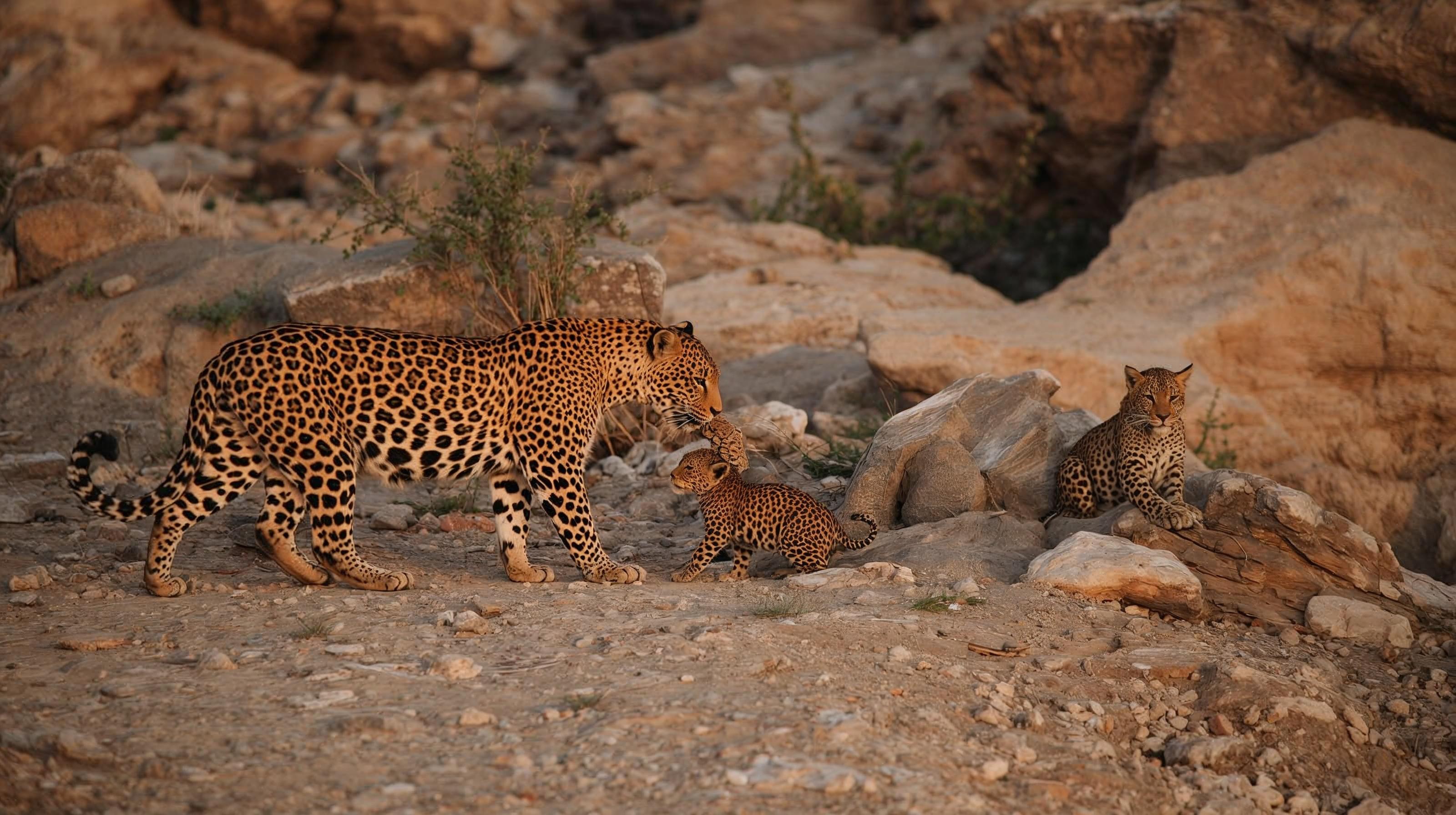 leopards with his cubs in jawai area leopards with his cubs in jawai area