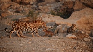 leopards with his cubs in jawai area