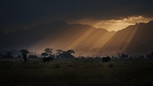 Sumoraa Jawai and showcaseing of wildlife