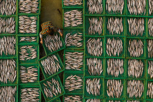 METRO AG Wins Praise for Newly Enhanced Seafood Welfare Requirements Across Global Supply Chain