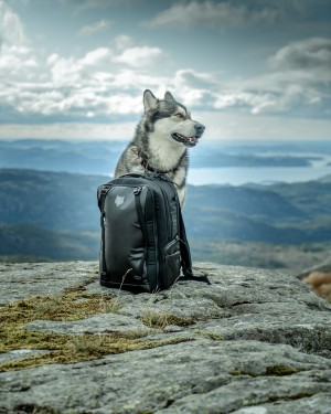 Fenris the Wolfdog and The Pack