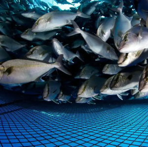 Aquaculture Oxygen Generator System Provider