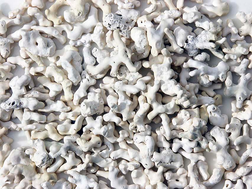 Caltron Clays – Chemicals: Strengthens Pharmaceutical Supply Chain with Marine-Sourced Calcium – Magnesium Powders
