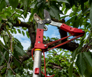 Tree trimming services Dallas the best way to protect your property and clean.