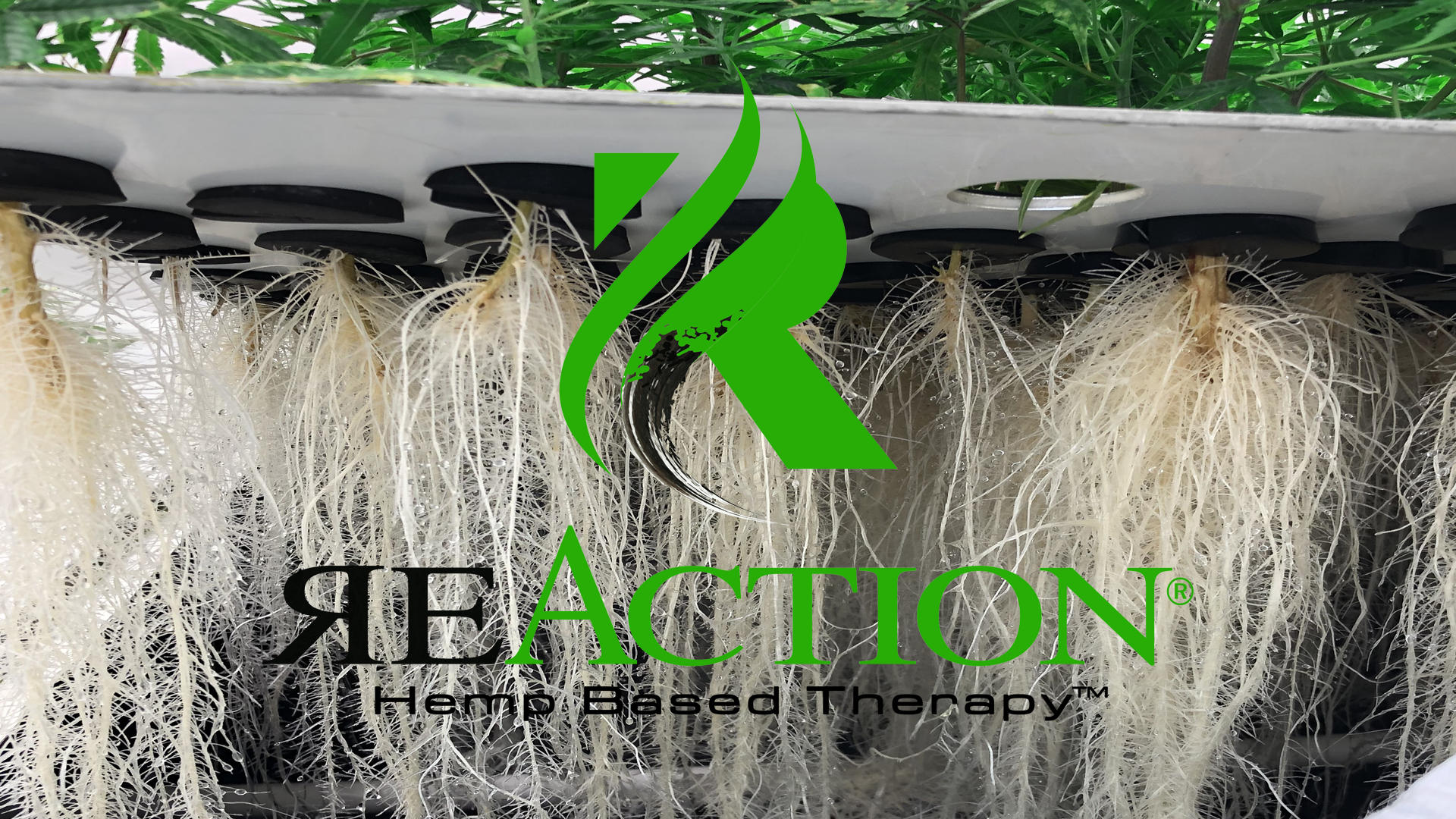 As 2026 Hemp Rules Eliminate 95% of CBD, USDA-Compliant ReAction® Launches Distributor Opportunity Paying Up to 50%