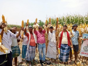 Mahashaktishali seeds, harvesting presentation