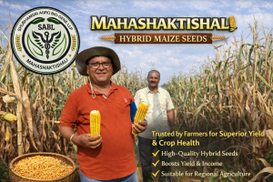 Mahashaktishali seeds, harvesting presentation