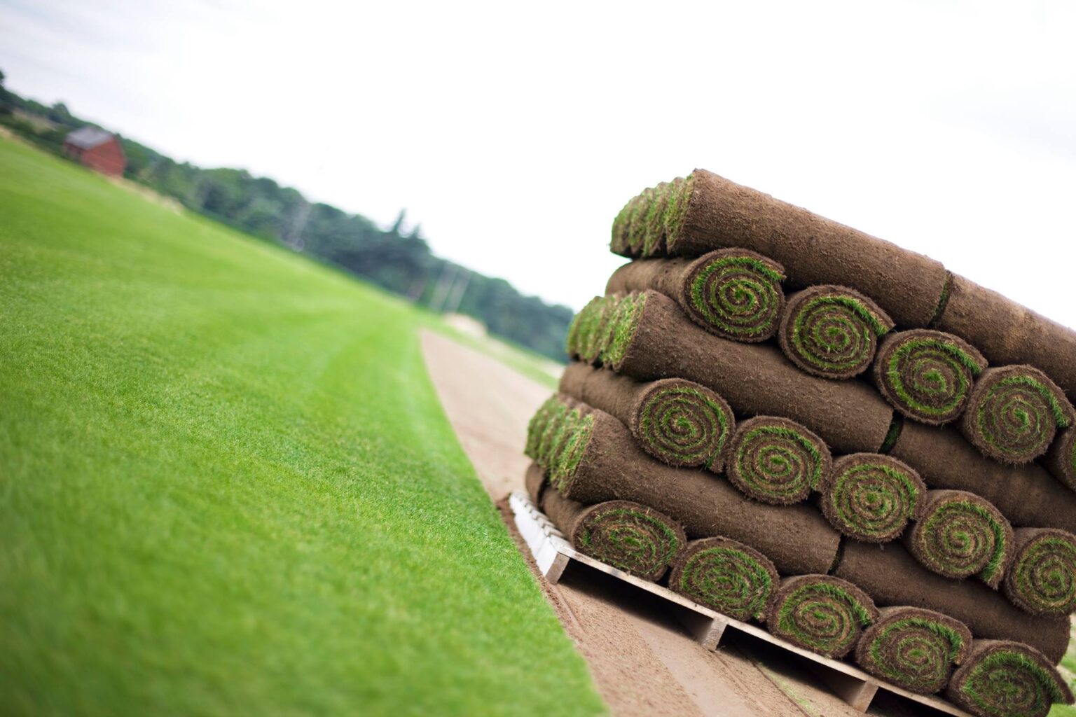 The Lawn Turf Laying Company Sets New Standards in Laying Grass Turf Across the South East