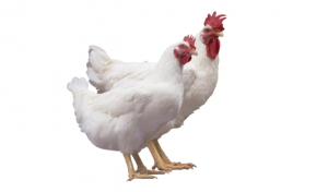 Choose the right poultry breed