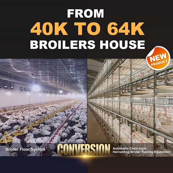 Why invest in poultry farming business