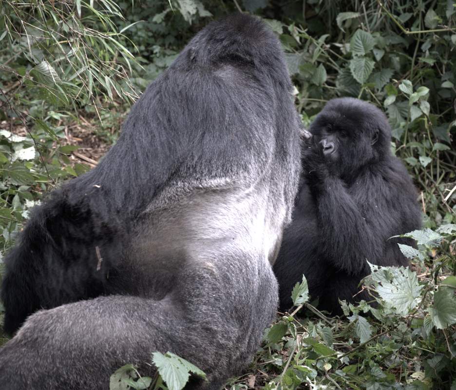 Gorilla trekking Experience Silverback being groomed
