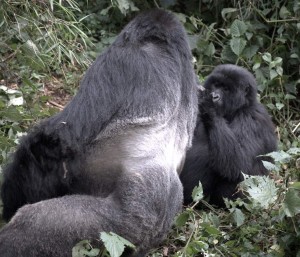 Gorilla trekking Experience Silverback being groomed