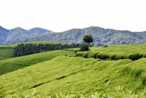 Scenic beauty while driving around Burundi countryside- Tea Plantations