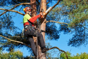 Belfast Tree Surgeons 1