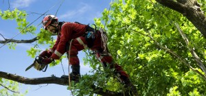 Commercial Tree Surgeons