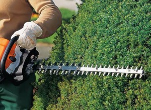 tree surgeon rates belfast