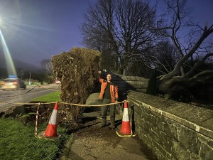 tree surgeons Belfast