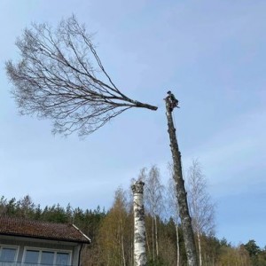 tree felling