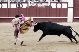 bull sports performance