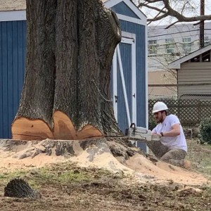 tree removal acworth ga
