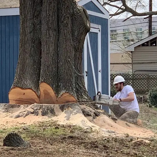 tree removal acworth ga