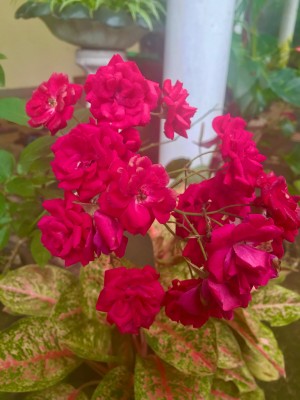 Prasanna Kumara Dissanayake Tiktok Profile Picture 