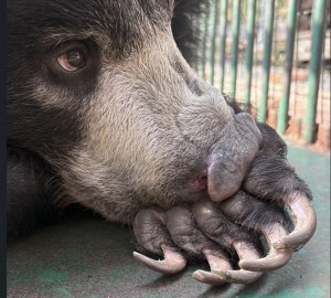 This World Wildlife Day, International Animal Rescue is asking for support.  IAR/Wildlife SOS.