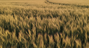 Cereal Crops Wheat Maize