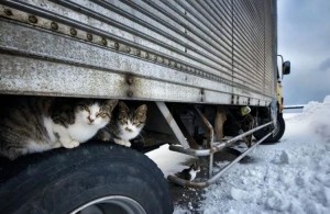 cats