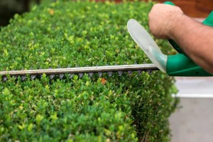 Garden Tree Services In Dublin