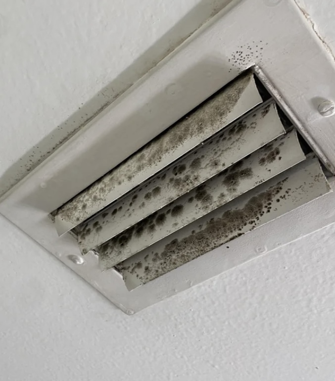 mold removal denham springs la mold removal denham springs la