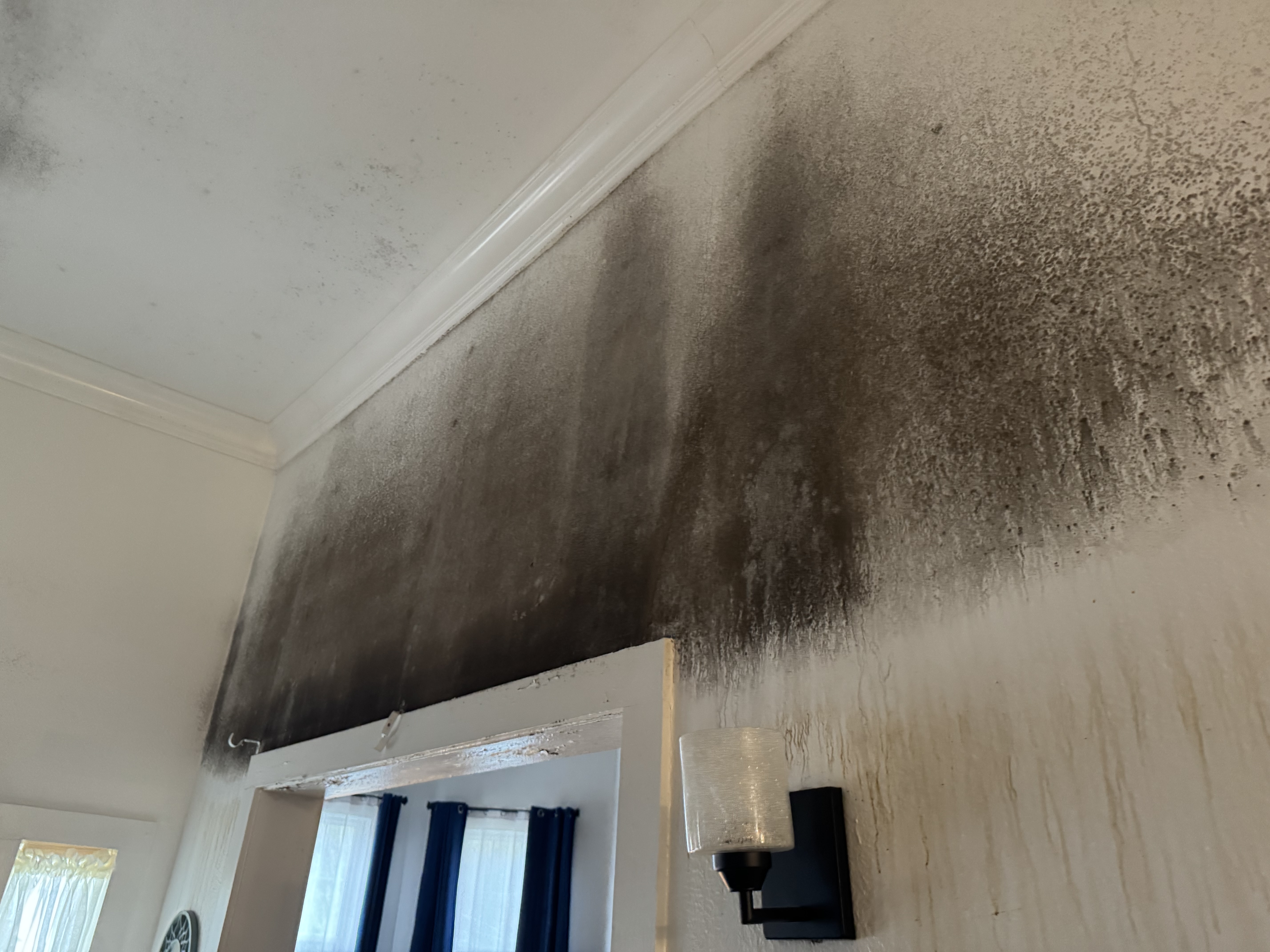 mold removal new orleans louisiana mold removal new orleans louisiana