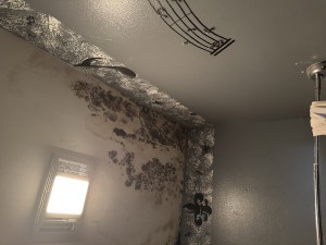 mold removal baton rouge louisiana