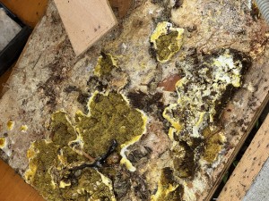 mold removal louisiana