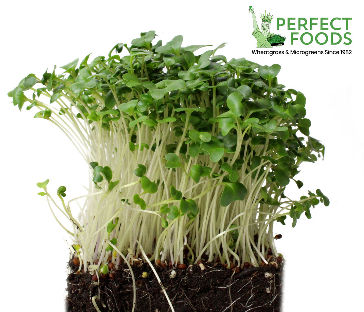 Broccoli Microgreens - The New Superfood - IssueWire