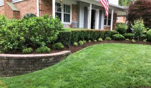 sure green lawn image 3 scaled