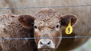 Shaoxing wanjia appliance co ltd