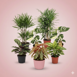 Give the gift that grows - Air Purifying Plants