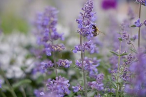 Pollinator Friendly Plants for Your Garden